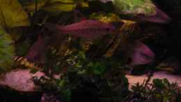 Aquarium einrichten mit barbus callipterus