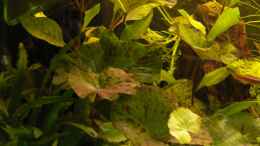 Aquarium einrichten mit Nymphea lotus, Cryptocoryne wendtii (?); Hygrophila
