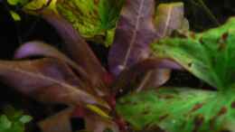 Aquarium einrichten mit yunnanilus cruciatus