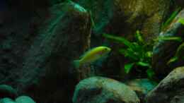 aquarium-von-franek-yellowhome_