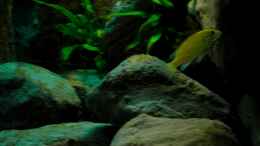 aquarium-von-franek-yellowhome_