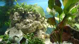 aquarium-von-ingo-www-tanganjikasee-aquarium-de_Rechts im Vordergrund eine Echinodorus ???Red Flame???