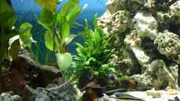 aquarium-von-ingo-www-tanganjikasee-aquarium-de_Die blaue Rückwand gibt einen guten Kontrast zu den Pflanze