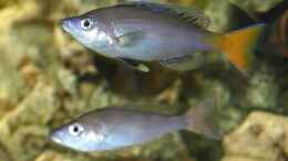 Foto mit Cyprichromis leptosoma