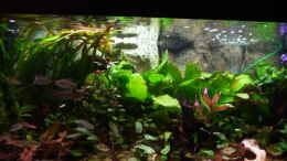 aquarium-von-hot-chili-gesellschaftsbecken-amazonas-kongo_Gesellschaftsbecken Amazonas-Kongo
