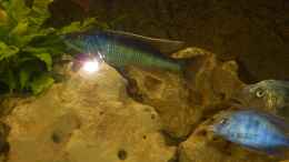 aquarium-von-insulaner-becken-17579_Champsochromis  caeruleus