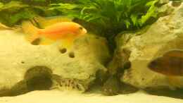 aquarium-von-insulaner-becken-17579_Firefish/Protomelas w. / synd. angelicus