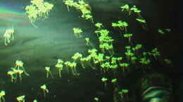 aquarium-von-lucie-becken-17586_16.12.2010 Lichtspiegelungen