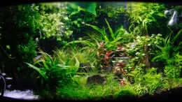 aquarium-von-ralf64-dreamworld-nt_19.11.2012