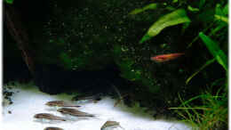 aquarium-von-ralf64-dreamworld-nt_Corydoras pygmaeus