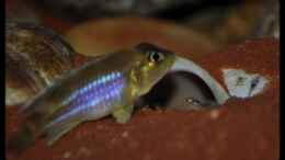 aquarium-von-ellis-tanganjika-shells-rock-aufgeloest_L. ocellatus Nachwuchs (3) - Mama wacht...! 