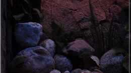 aquarium-von-ellis-tanganjika-shells-rock-aufgeloest_linke Seite (1)