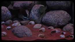 aquarium-von-ellis-tanganjika-shells-rock-aufgeloest_So ist es brav: 2 Reviere für die L.ocellatus: links (w) un