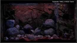aquarium-von-ellis-tanganjika-shells-rock-aufgeloest_...kleine Tanga-Gesellschafts-Idylle...