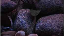 aquarium-von-ellis-tanganjika-shells-rock-aufgeloest_Steine (3)