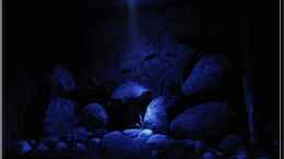 aquarium-von-ellis-tanganjika-shells-rock-aufgeloest_Beckendeko bei Nacht...