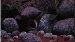 aquarium-von-ellis-tanganjika-shells-rock-aufgeloest_Beckenmitte (2) - links und rechts jeweils Schneckenhausfel