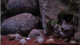 aquarium-von-ellis-tanganjika-shells-rock-aufgeloest_Steine (1)