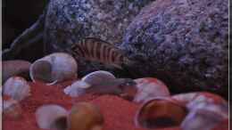 aquarium-von-ellis-tanganjika-shells-rock-aufgeloest_Schnecken (1)