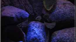 aquarium-von-ellis-tanganjika-shells-rock-aufgeloest_Beckenmitte (3) - ??bergang zur Nacht...