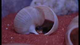 Aquarium einrichten mit Lamprologus ocellatus Bock (5) - ...ich bleib hier