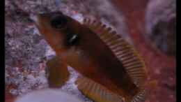 Aquarium einrichten mit Lamprologus ocellatus Bock (6) - ...Imponiergehabe...!