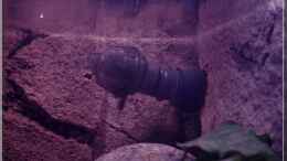 aquarium-von-ellis-tanganjika-shells-rock-aufgeloest_...mit Power-Diffusor für gute Oberflächenbewegung...