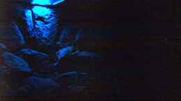 aquarium-von-robert-dietrich-becken-1760_Mondlicht bei Nacht, ohne weitere Lichtquelle