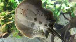 aquarium-von-alexdhc-suedamerika-gb_potamotrygon reticulatus