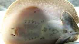 Aquarium einrichten mit potamotrygon reticulatus