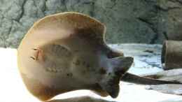 Aquarium einrichten mit potamotrygon reticulatus