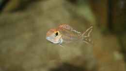 aquarium-von-didi-great-rift---nur-noch-beispiel_Challochromis pleurospilus Männchen