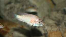 Aquarium einrichten mit Astatotilapia burtoni Männchen