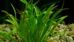 aquarium-von-heiko-mietz-becken-1765_Echinodorus tenellus (Gras Schwertpflanze)