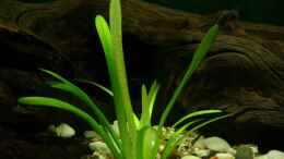 Aquarium einrichten mit Echinodorus bolivianus (Bolivianische Schwertpflanze)