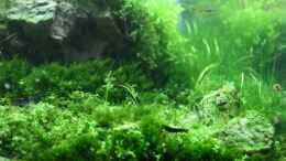aquarium-von-arami-gurami-a-rolling-stone-gathers-no-moss_rechte Seite