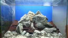 aquarium-von-arami-gurami-a-rolling-stone-gathers-no-moss_frontal