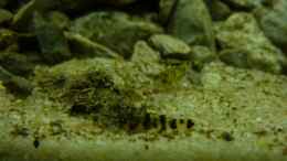 Aquarium einrichten mit Brachygobius xanthomelas