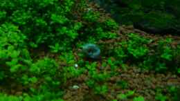 aquarium-von-arami-gurami-a-rolling-stone-gathers-no-moss_blaues Posthörnchen