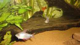 aquarium-von-michael-hermes-becken-17665-red-river_Mangrovenwurzel
