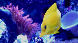 aquarium-von-flevus-flevs-mewa-tank_HawaiiDoc