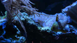 aquarium-von-flevus-flevs-mewa-tank_