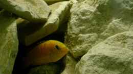aquarium-von-michael-kamlage-becken-1773_Labidochromis caeruleus