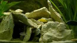 aquarium-von-michael-kamlage-becken-1773_Sandsteinhaufen auf der rechten Seite (35 cm tief)