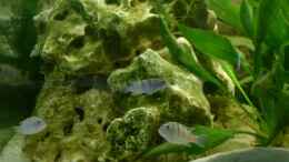 aquarium-von-michael-kamlage-becken-1773_Lochgestein links mit Metriaclima lombardoi Weibchen