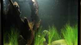 aquarium-von-benjamin-hamann-%E5%8F%A2%E8%BF%B7%E5%BD%A9---camouflage-dschungel_alt