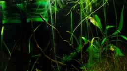 aquarium-von-benjamin-hamann-%E5%8F%A2%E8%BF%B7%E5%BD%A9---camouflage-dschungel_neu