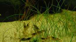 aquarium-von-benjamin-hamann-%E5%8F%A2%E8%BF%B7%E5%BD%A9---camouflage-dschungel_