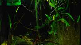 aquarium-von-benjamin-hamann-%E5%8F%A2%E8%BF%B7%E5%BD%A9---camouflage-dschungel_neu