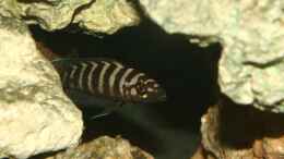 aquarium-von-julien-preuss-tanganjika-375l---nur-noch-als-beispiel_N.cylindricus in seiner Höhle